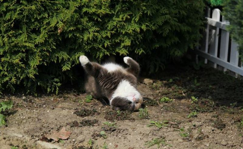 23 ภาพสุดฮาของ"แมวจอมขี้เกียจ"ที่ใช้ชีวิตอย่างสุขสบาย